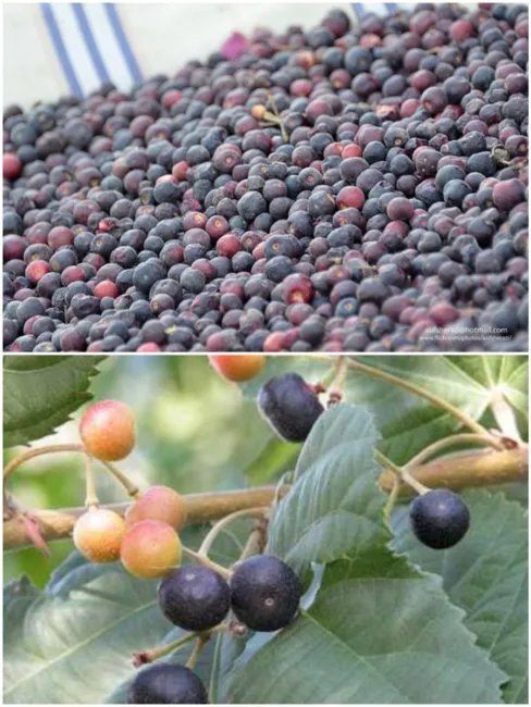 Grewia Asiatica Phalsha Unique Fruit Tree Seeds Fresh Garden