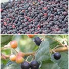 Grewia Asiatica Phalsha Unique Fruit Tree Seeds Fresh Garden