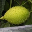 Mormordica Subangulata Bitter Melon Seeds Fresh Garden