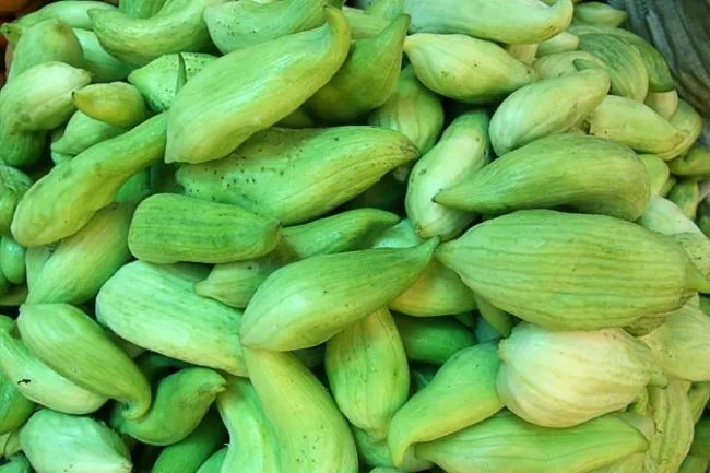 Cyclanthera Pedata Stuffing Cucumber Seeds Fresh Garden