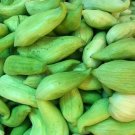 Cyclanthera Pedata Stuffing Cucumber Seeds Fresh Garden