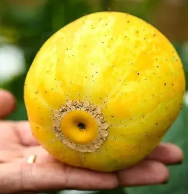 Cucumis Melo Var Dadaim Lemon Cucumber Seeds Fresh Garden