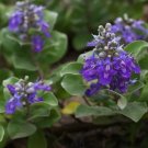 Vitex Rotundifolia Beach Vitex Seeds Fresh Garden