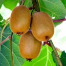 Actinidia Chinensis Golden Kiwi Fruit Vine Exotic Seeds Fresh Garden