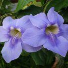 Thunbergia Grandiflora Blue Sky Vine Exotic Vine Seeds Fresh Garden