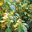 Capsicum Futescens Hot Returns Zone 7B Perennial Hot Pepper Seeds Fresh Garden