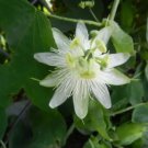 Passiflora Subpeltata Passionflower Exotic Seeds Fresh Garden