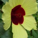 Hibiscus Surratensis Yellow Hibiscus Seeds Fresh Garden