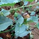 Aristolochia Bracteolata Pipe Vine Exotic Seeds Fresh Garden
