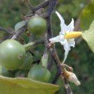 Solanum Torvum Turkey Berry Fruit Seeds Fresh Garden