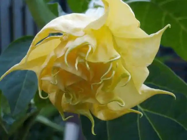 Datura Metel Triple Yellow Devils Trumpet Seeds Fresh Garden
