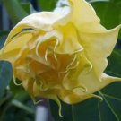 Datura Metel Triple Yellow Devils Trumpet Seeds Fresh Garden