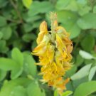 Crotalaria Pallida Smooth Rattlebox Golden Yellow Flowers Seeds Fresh Garden