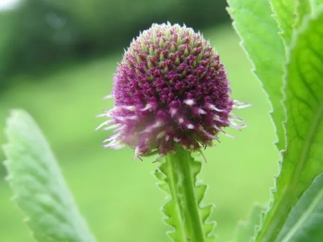 Sphaeranthus Indicus East Indian Globe Thistle Seeds Fresh Garden