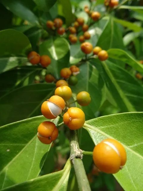 Suregada Multiflora False Lime Tree Seeds Fresh Garden