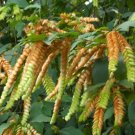 Flemingia Strobilifera Luck Plant Or Wild Hops Seeds Fresh Garden