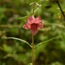 Sesamum Alatum Winged Seed Sesame 10 Seeds Fresh Garden