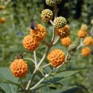 Buddleia Globosa Chilean Orange Ball Shrub Seeds Fresh Garden