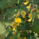 Sesbania Bispinosa Prickly Sesban Yellow Flowers Seeds Fresh Garden