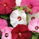 Hibiscus Moscheutos Giant Hardy Hibiscus Mix Seeds Fresh Garden