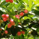 Carissa Carandas Bengal Currant Fragrant Flowers Seeds Fresh Garden