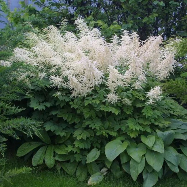 Aruncus Dioicus Goats Beard Perennial Seeds Fresh Garden