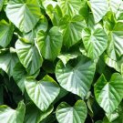 Tinospora Cordifolia Heart Leaved Moonseed Vine Seeds Fresh Garden