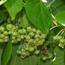 Dregea Volubilis False Hoya Vine Seeds Fresh Garden