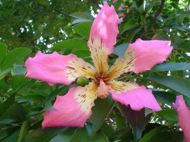 Ceiba Speciosa Silk Floss Tree Seeds Fresh Garden