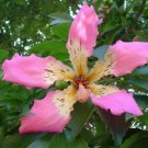 Ceiba Speciosa Silk Floss Tree Seeds Fresh Garden