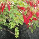 Pterolobium Hexapetalum Indian Redwing Seeds Fresh Garden