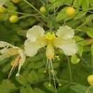 Caesalpinia Pulcherrima White Bird Of Paradise Shrub Seeds Fresh Garden
