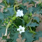 Datura Stramonium Fragrant White Flowers Seeds Fresh Garden