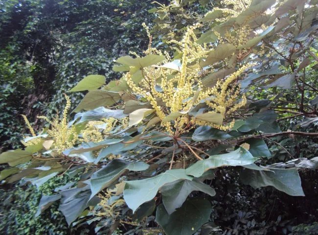Mallotus Tetracoccus Rusty Kamala Tree Seeds Fresh Garden