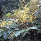 Mallotus Tetracoccus Rusty Kamala Tree Seeds Fresh Garden
