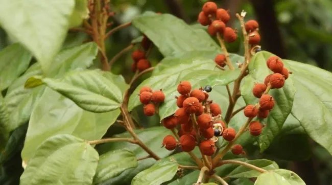 Mallotus Philippensis Red Kamala Tree Seeds Fresh Garden