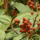 Mallotus Philippensis Red Kamala Tree Seeds Fresh Garden