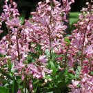 Dictamnus Albus Rubra Gas Plant Flower Seeds Fresh Garden