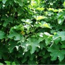 Jatropha Curcas Physic Nut Seeds Fresh Garden