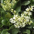 Ligustrum Lucidum Glossy Privet Evergreen Shrub Seeds Fresh Garden