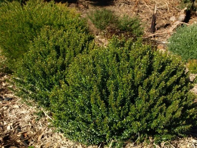 Myrtus Communis Compacta Compact Common Myrtle Seeds Fresh Garden