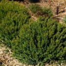 Myrtus Communis Compacta Compact Common Myrtle Seeds Fresh Garden