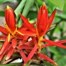 Musa Haekkinenii Rare Hardy Banana Exotic Seeds Fresh Garden