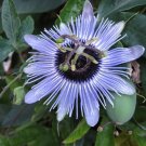 Passiflora Caerulea Blue Bouquet Passionflower Exotic Seeds Fresh Garden