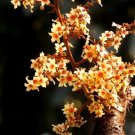 Sterculia Villosa Elephant Rope Tree Seeds Fresh Garden