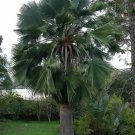 Brahea Edulis Guadalupe Palm Cold Hardy Seeds Fresh Garden