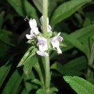 Salvia Mellifera Black Sage Seeds Fresh Garden