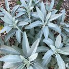 Salvia Apiana White Sage Seeds Fresh Garden