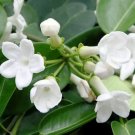 Stephanotis Floribunda Madagascar Jasmine Seeds Fresh Garden