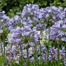 Agapanthus Storm Cloud Lily Of The Nile Seeds Fresh Garden